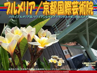 プルメリア／京都国際芸術院画像02
▼画像クリックで640x480pxlsに拡大＠北洞院エリ子花前カレン