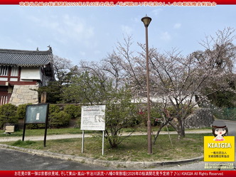 京都伏見城の桜満開前のお花見／花前カレン画像01
▼画像クリックで1280x960pxlsに拡大＠北洞院エリ子花前カレン