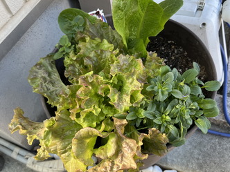 庭のサラダ菜～健康と美容はベジファーストから画像