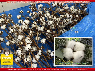 生涯学習~KAFAC夏リース(4)/北洞院エリ子画像
▼画像クリックで1280x960pxlsに拡大@北洞院エリ子花前カレン 生涯学習~KAFAC夏リース(4)/北洞院エリ子画像
▼画像クリックで1280x960pxlsに拡大@北洞院エリ子花前カレン