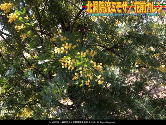 北洞院流ミモザ(2)/花前カレン画像02
▼画像クリックで1280x960pxlsに拡大@北洞院エリ子花前カレン 北洞院流ミモザ(2)/花前カレン画像02
▼画像クリックで1280x960pxlsに拡大@北洞院エリ子花前カレン