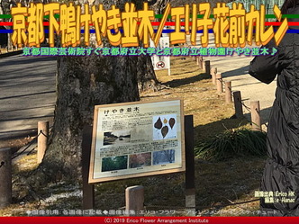 京都下鴨けやき並木(3)/エリ子花前カレン画像01
▼画像クリックで640x480pxlsに拡大@エリ子花前カレン 京都下鴨けやき並木(3)/エリ子花前カレン画像01
▼画像クリックで640x480pxlsに拡大@エリ子花前カレン