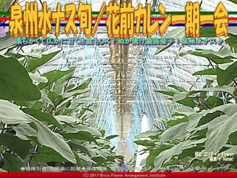 泉州水ナス旬/花前カレン一期一会画像02 泉州水ナス旬/花前カレン一期一会画像02