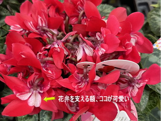 花弁を支える額、ココが可愛い／どれにしようか・・迷う～やっぱりシクラメンジックス・レッド画像／花前カレン