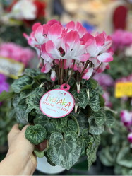 シクラメンプルマージュオレンジ