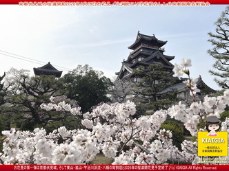 京都伏見城の桜満開前のお花見(2)／花前カレン画像02
▼画像クリックで1280x960pxlsに拡大＠北洞院エリ子花前カレン