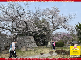 京都伏見城の桜満開前のお花見(4)/花前カレン画像02
▼画像クリックで1280x960pxlsに拡大@北洞院エリ子花前カレン 京都伏見城の桜満開前のお花見(4)/花前カレン画像03
▼画像クリックで1280x960pxlsに拡大@北洞院エリ子花前カレン