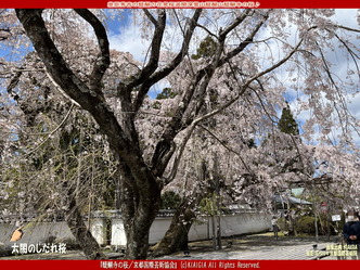 醍醐寺桜満開／アートの旅画像02
▼画像クリックで1280x960pxlsに拡大＠北洞院エリ子花前カレン