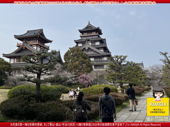 京都伏見城の桜満開前のお花見／花前カレン画像03
▼画像クリックで1280x960pxlsに拡大＠北洞院エリ子花前カレン