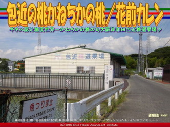 包近桃選果場／花前カレン画像01