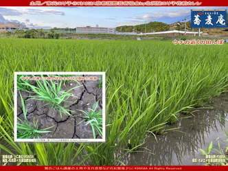 土用(6)/家元エリ子@KIAIGIA画像01
▼画像クリックで1280x960pxlsに拡大@北洞院エリ子花前カレン 土用(6)/家元エリ子@KIAIGIA画像01
▼画像クリックで1280x960pxlsに拡大@北洞院エリ子花前カレン