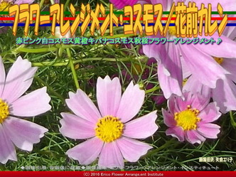 コスモスアレンジ(4)/花前カレン画像03 コスモスアレンジ(4)/花前カレン画像03