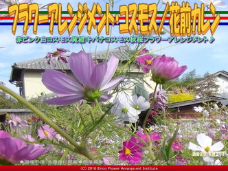コスモスアレンジ(4)/花前カレン画像02 コスモスアレンジ(4)/花前カレン画像02