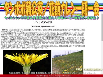 タンポポ／花前カレン画像03