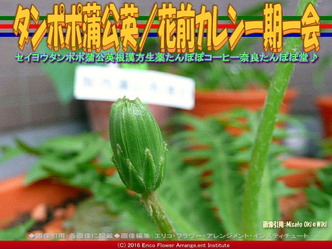 タンポポ蒲公英(2)／花前カレン画像02