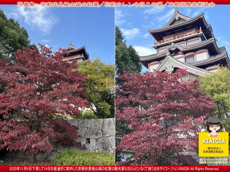 京この頃写真集～伏見桃山城の紅葉(5)／家元エリ子画像
▼画像クリックで1280x960pxlsに拡大＠北洞院エリ子花前カレン