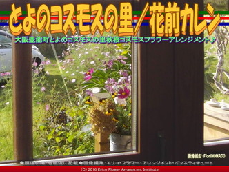 秋桜♪コスモス/花前カレン画像03 秋桜♪コスモス/花前カレン画像03