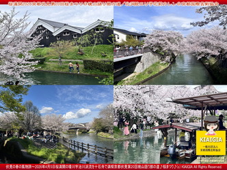 桜満開～京都伏見第20回桜まつり(6)＠桃山語り部の道／花前カレン画像
▼画像クリックで1280x960pxlsに拡大＠北洞院エリ子花前カレン