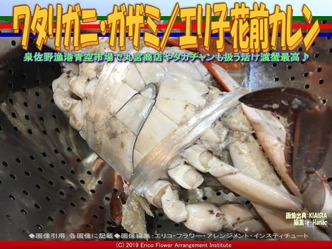 ワタリガニ・ガザミ(3)／エリ子花前カレン画像02
▼画像クリックで640x480pxlsに拡大＠エリ子花前カレン