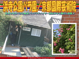 浜寺公園バラ園(7)/京都国際芸術院画像01
▼画像クリックで640x480pxlsに拡大@エリ子花前カレン 浜寺公園バラ園(7)/京都国際芸術院画像01
▼画像クリックで640x480pxlsに拡大@エリ子花前カレン