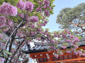 アジアでべった?/家元エリ子@京都四条北洞院流画像02