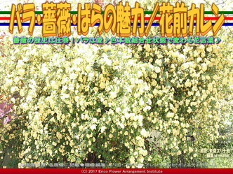 バラ・薔薇・ばらの魅力(3)／花前カレン画像02