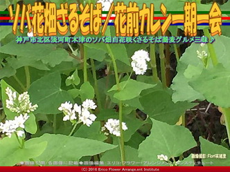 ソバ花畑ざるそば／花前カレン一期一会画像01