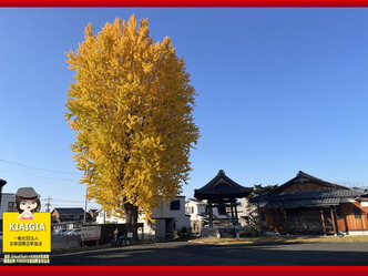 ゆく年くる年(1)京都伏見の久我の誕生寺の大イチョウ画像01by京都国際芸術協会CEO北洞院エリ子花前カレン（京都四条北洞院流華法道家元エリ子）＠京この頃ブログ