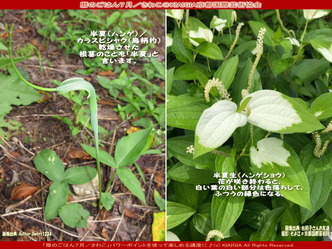 さわこ暦のごはん＠京都国際芸術協会画像02
▼画像クリックで1280x960pxlsに拡大＠北洞院エリ子花前カレン