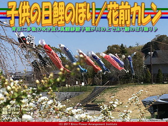 子供の日鯉のぼり(2)/花前カレン画像01 子供の日鯉のぼり(2)/花前カレン画像01