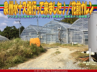泉州水ナス畑行って来ました♪/花前カレン画像01 泉州水ナス畑行って来ました♪/花前カレン画像01