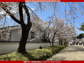 世界遺産醍醐寺花見(2)/花前カレン画像01
▼画像クリックで1280x960pxlsに拡大@北洞院エリ子花前カレン 世界遺産醍醐寺花見(2)/花前カレン画像01
▼画像クリックで1280x960pxlsに拡大@北洞院エリ子花前カレン