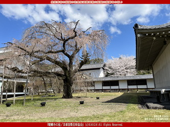 世界遺産醍醐寺花見(3)／花前カレン画像01
▼画像クリックで1280x960pxlsに拡大＠北洞院エリ子花前カレン