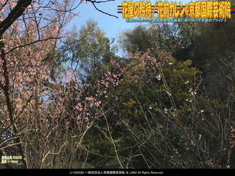 花屋の矜持(6)/花前カレン@京都国際芸術院画像02
▼画像クリックで1280x960pxlsに拡大@北洞院エリ子花前カレン 花屋の矜持(6)/花前カレン@京都国際芸術院画像02
▼画像クリックで1280x960pxlsに拡大@北洞院エリ子花前カレン