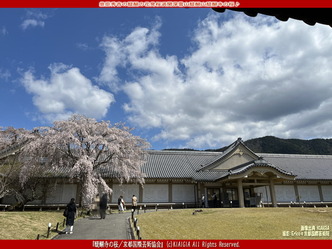 世界遺産醍醐寺花見(2)/花前カレン画像03
▼画像クリックで1280x960pxlsに拡大@北洞院エリ子花前カレン 世界遺産醍醐寺花見(2)/花前カレン画像03
▼画像クリックで1280x960pxlsに拡大@北洞院エリ子花前カレン