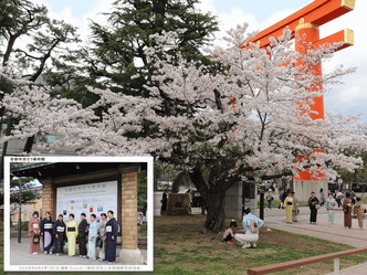 京都市京セラ美術館桜満開／花前カレン画像01