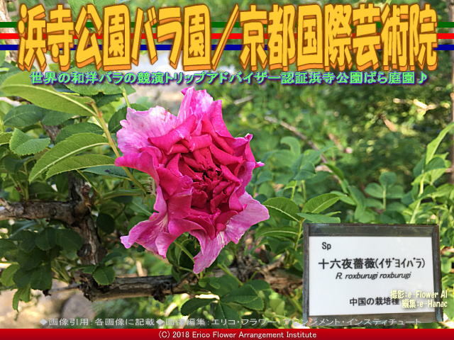 浜寺公園バラ園 9 花前 京都国際芸術院 花前のブログ By Hanasaki Karen 浜寺公園バラ園 9 花前 京都国際芸術院 花前のブログ By Hanasaki Karen