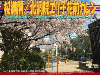 桜満開(2)/北洞院エリ子花前カレン画像01
▼画像クリックで640x480pxlsに拡大@北洞院エリ子花前カレン 桜満開(2)/北洞院エリ子花前カレン画像01
▼画像クリックで640x480pxlsに拡大@北洞院エリ子花前カレン