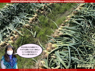 心龍タマネギ地産地消(2)／花前カレン画像01
▼画像クリックで1280x960pxlsに拡大＠北洞院エリ子花前カレン