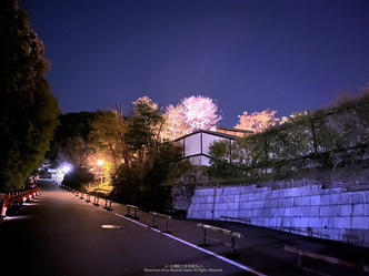 維新の道夜桜満開／花前カレン画像02