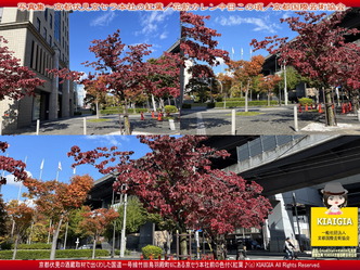 京この頃写真集～京都伏見京セラ本社の紅葉(2)／花前カレン画像
▼画像クリックで1280x960pxlsに拡大＠北洞院エリ子花前カレン