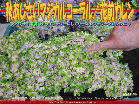 秋アジサイマジカルコーラル 花前カレン 京この頃 花前カレン