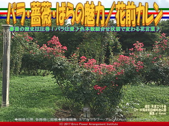 バラ・薔薇・ばらの魅力(3)／花前カレン画像03