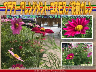 フラワーアレンジ・コスモス(2)／花前カレン画像02