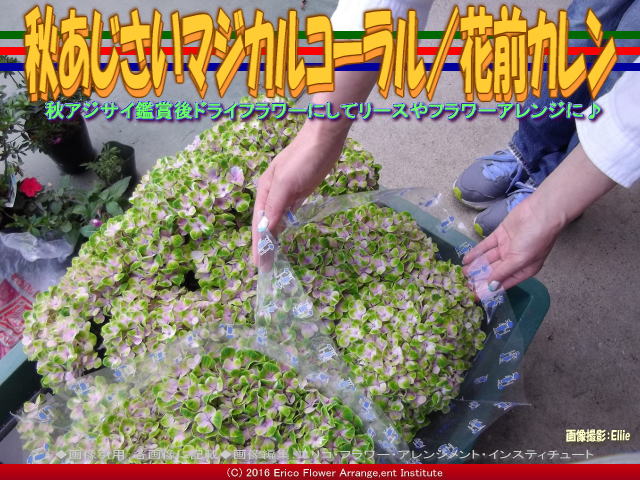 秋アジサイマジカルコーラル 花前カレン 京この頃 花前カレン