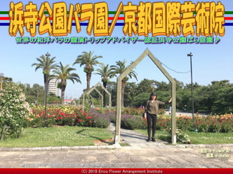 浜寺公園バラ園(6)／京都国際芸術院画像01
▼画像クリックで640x480pxlsに拡大＠エリ子花前カレン