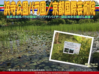 浜寺公園バラ園(7)/京都国際芸術院画像02
▼画像クリックで640x480pxlsに拡大@エリ子花前カレン 浜寺公園バラ園(7)/京都国際芸術院画像02
▼画像クリックで640x480pxlsに拡大@エリ子花前カレン