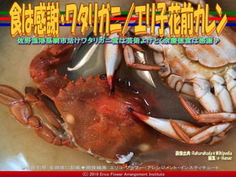 食は感謝・ワタリガニ(2)/エリ子花前カレン画像02
▼画像クリックで640x480pxlsに拡大@エリ子花前カレン 食は感謝・ワタリガニ(2)/エリ子花前カレン画像02
▼画像クリックで640x480pxlsに拡大@エリ子花前カレン