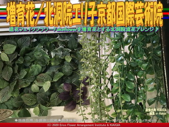 増育花(5)/北洞院エリ子京都国際芸術院画像02
▼画像クリックで640x480pxlsに拡大@北洞院エリ子花前カレン 増育花(5)/北洞院エリ子京都国際芸術院画像02
▼画像クリックで640x480pxlsに拡大@北洞院エリ子花前カレン