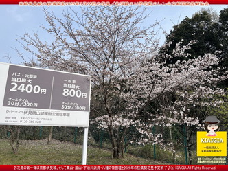 京都伏見城の桜満開前のお花見／花前カレン画像02
▼画像クリックで1280x960pxlsに拡大＠北洞院エリ子花前カレン